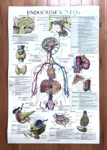 Human anatomy posters - human,