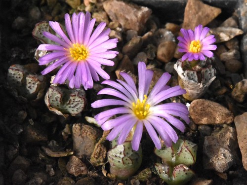 Conophytum tantillum ssp