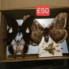 Box 3 Specimen Moth Entomology