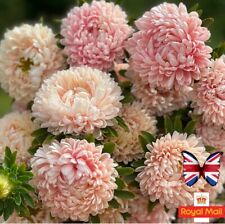 ASTER 50 SEEDS PEONY TOWER CHAMOIS Chrysanthemum Duchess SALMON PINK