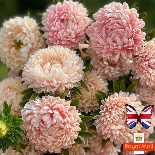 Aster seeds peony tower - aster, 50