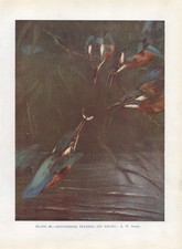 Kingfisher- 1948 Beautiful