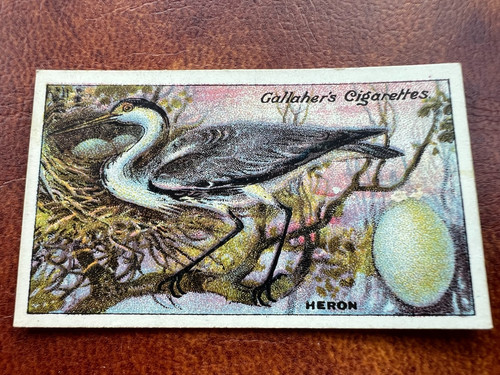 Gallaher birds nests eggs - -,