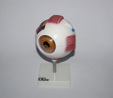 Anatomical Model Eyeball-Medical Training Aid  - By 66 Fit