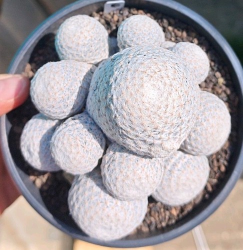 Mammillaria herrerae rare - herrerae,