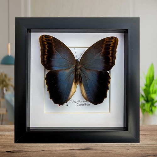 Caligo illioneus oberoni - caligo,