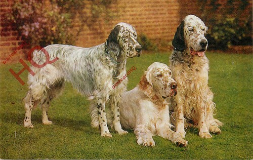 Picture postcard dogs - picture, postcard-