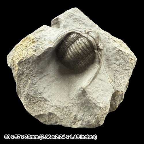 Cornuproetus cornutus