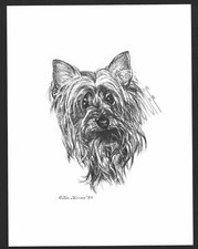 #346 SILKY TERRIER portrait