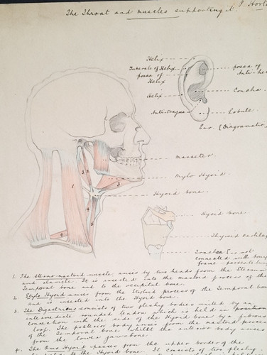 Vintage anatomical medical - vintage,