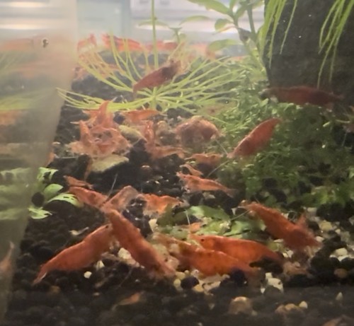 Cherry shrimp neocaridina - shrimp,
