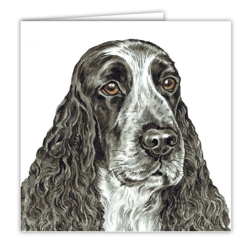 Blue roan english cocker - blue,