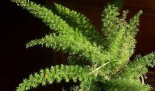 Asparagus Myersii Foxtail Fern