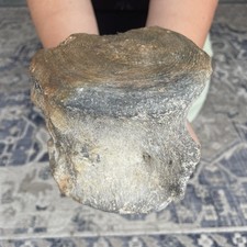 Huge fossilized whale - whale, vertebra