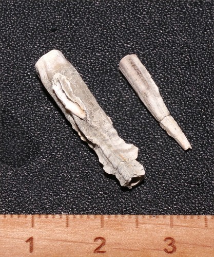 Eocene seprulid worm