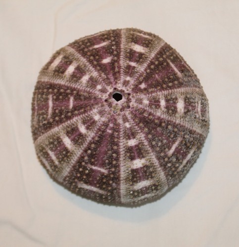 Large tropical sea - large, urchin