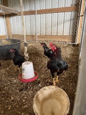 Asil Fowl Fertile 6++