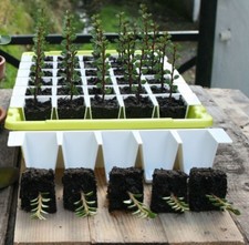 Bustaseed Propagation Kit -