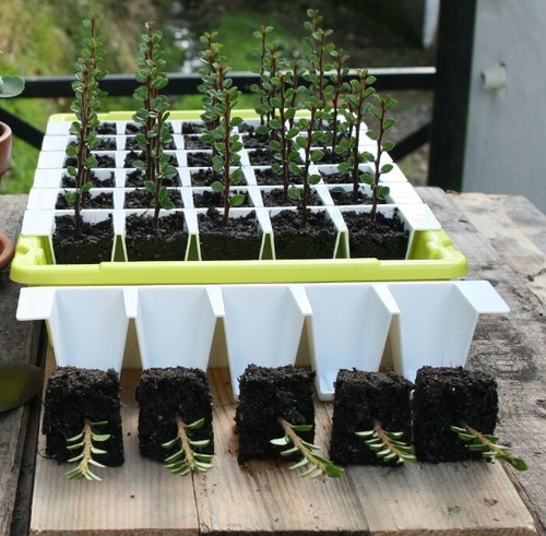 Bustaseed propagation kit - bustaseed,