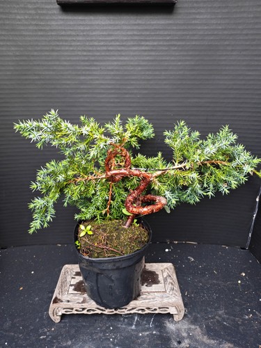 Juniper bonsai tree training - tree,