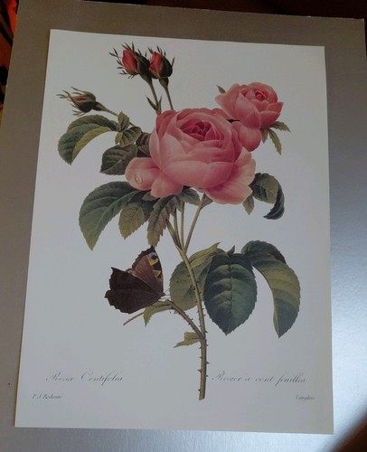 Botanical print provence - botanical,