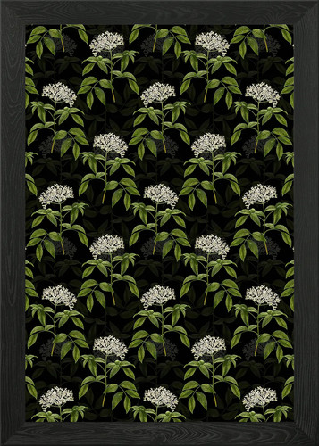 Elderberry flowering plant - elderberry,