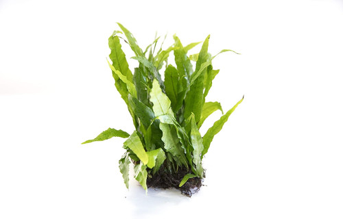 Java fern microsorium - fern,