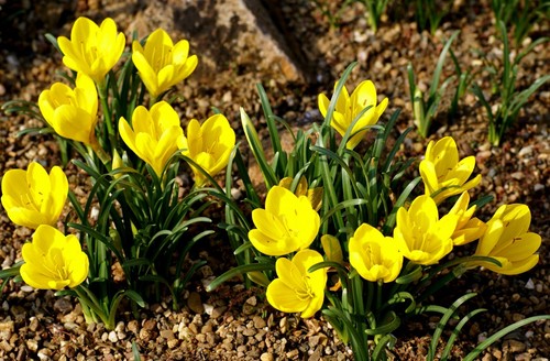 Sternbergia lutea winter - lutea, (winter