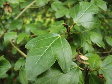 Acer sempervirens, CRETAN
