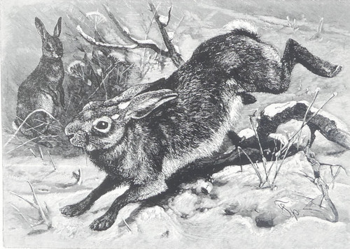 Hares winter amberley - hares, in