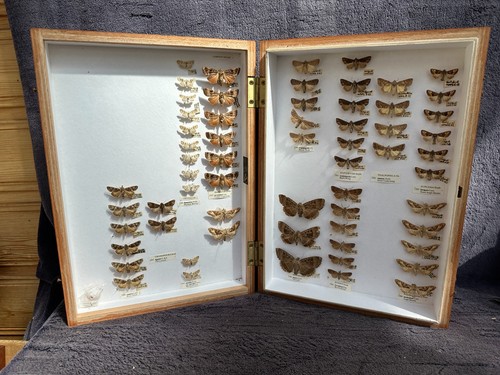 Store box british moths - store,