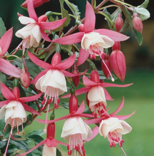 Fuchsia alice hoffman - x,
