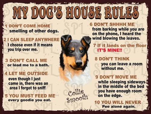 Collie smooth dog house - dog's,