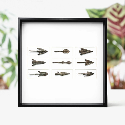 Roman arrowhead myriad - arrowhead,