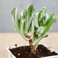 Crassula Ovata Gollum variegata in 7cm pot - Variegated Gollum Jade Plant