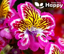 BUTTERFLY FLOWER - ANGEL WINGS MIX - 2000 SEEDS - Schizanthus wisetonensis