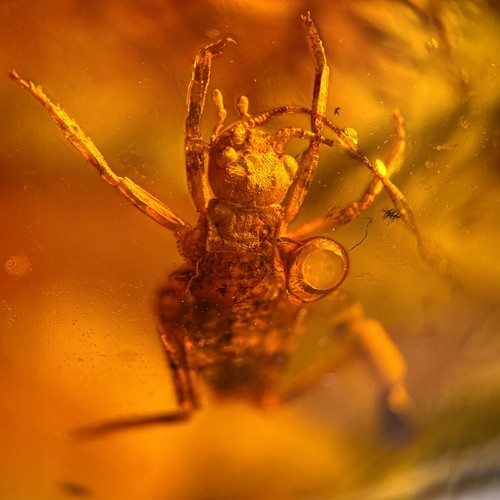 Cricket burmese burmite - cricket,