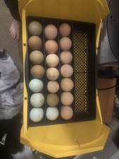 X6 Mixed Eggs *NOT LIVE EGGS*