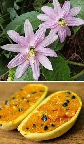 Edible banana passion fruit - edible,