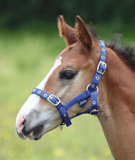 Shires Foal Headcollar Black
