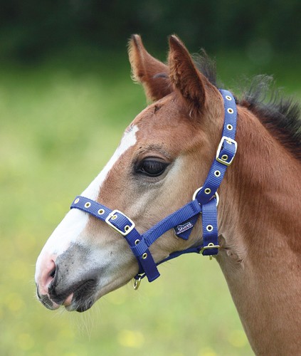 Shires foal headcollar black - shires,