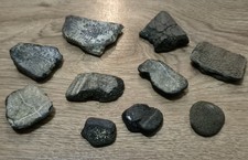 10 x Turtle Shell Fossil Beach
