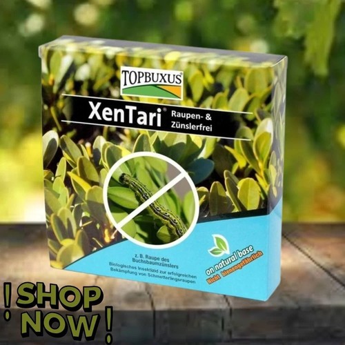 Topbuxus xentari boxwood - topbuxus,