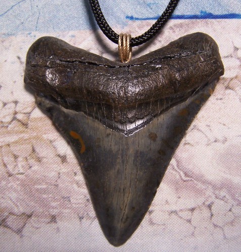 Megalodon shark tooth - 2, "