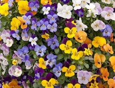 Viola F1 'Mixed' Hardy Annual / Bi-Annual Colour Plug Plants Pack x12