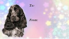 Cocker Spaniel (Blue Roan) Dog