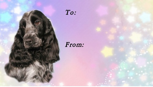 Cocker spaniel dog - cocker, (blue