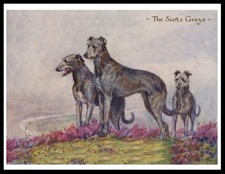 DEERHOUND GROUP OF DOGS SCOTS