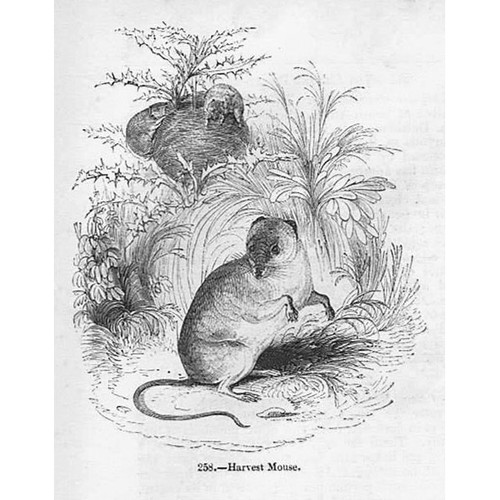 Harvest mouse antique print - harvest,