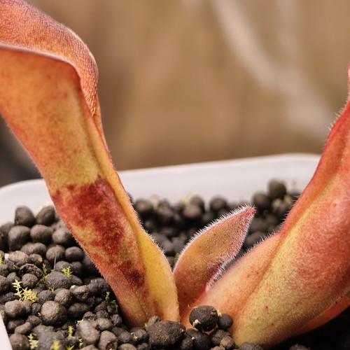 Heliamphora uncinata andy - heliamphora,